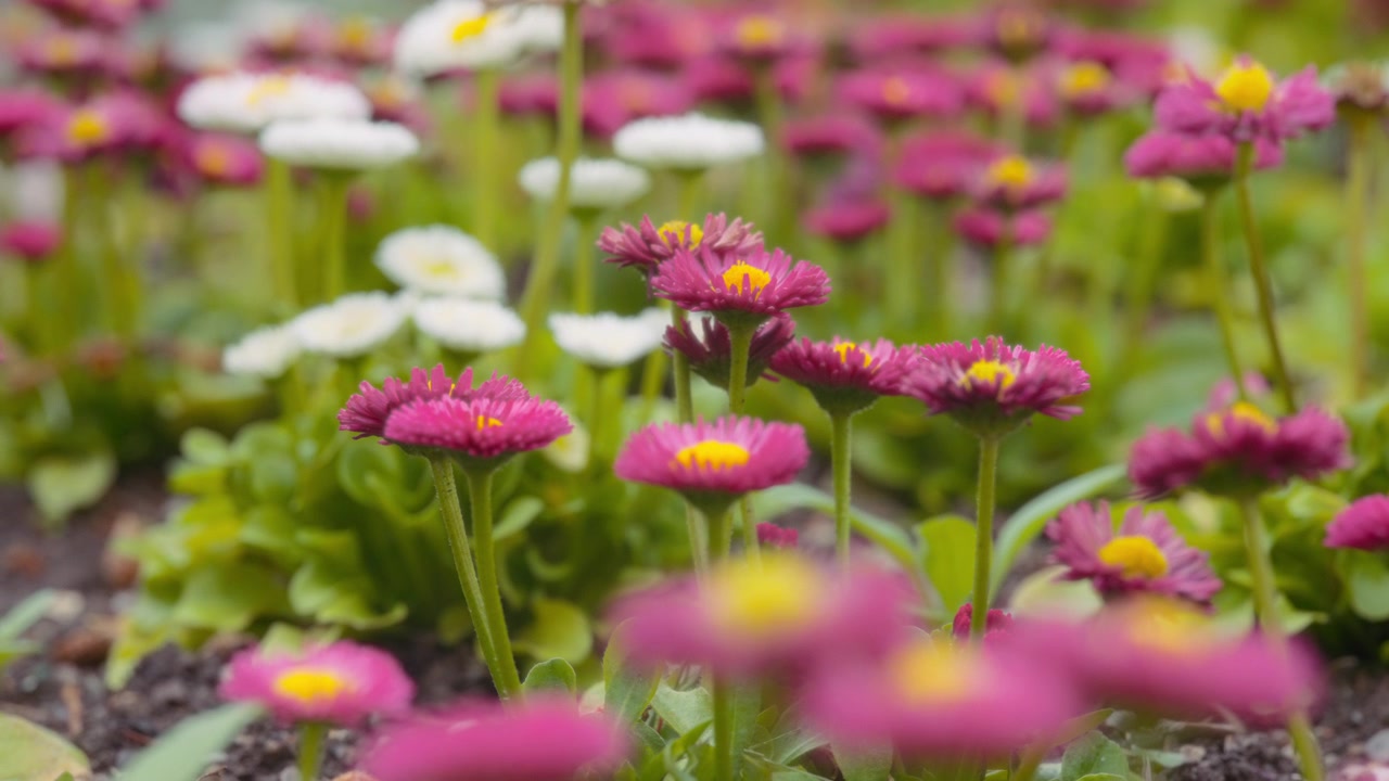Margherite bianche e rosa che sbocciano nel giardino.