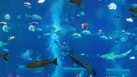 Las-Rayas-Son-Un-Grupo-De-Rayas-Marinas,-Peces-Cartilaginosos-Vinculados-A-Los-Tiburones,-Que-Se-Pueden-Encontrar-Nadando-Junto-Con-Otros-Peces-En-El-Acuario-De-Singapur