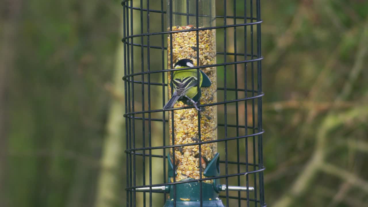 Cinciarella che si nutre da una mangiatoia per uccelli da giardino riempita con semi misti, appollaiata su una mangiatoia di metallo in un ambiente boschivo naturale all'aperto.