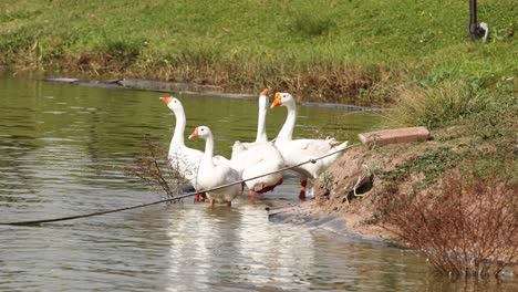 a flock of geese congregating and interacting.