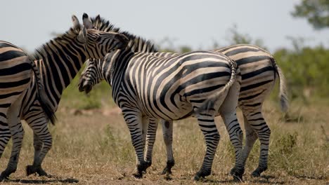 Zebra-Family-Observes-Surrounding-with-Hugging,-Behavior-Against-Predators