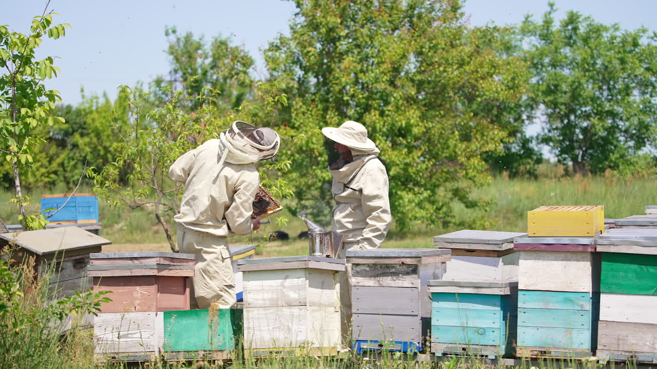 Experienced apiculturists stand at their bee farm. Bee farmers check up the frame covered with bees. Nature backdrop.