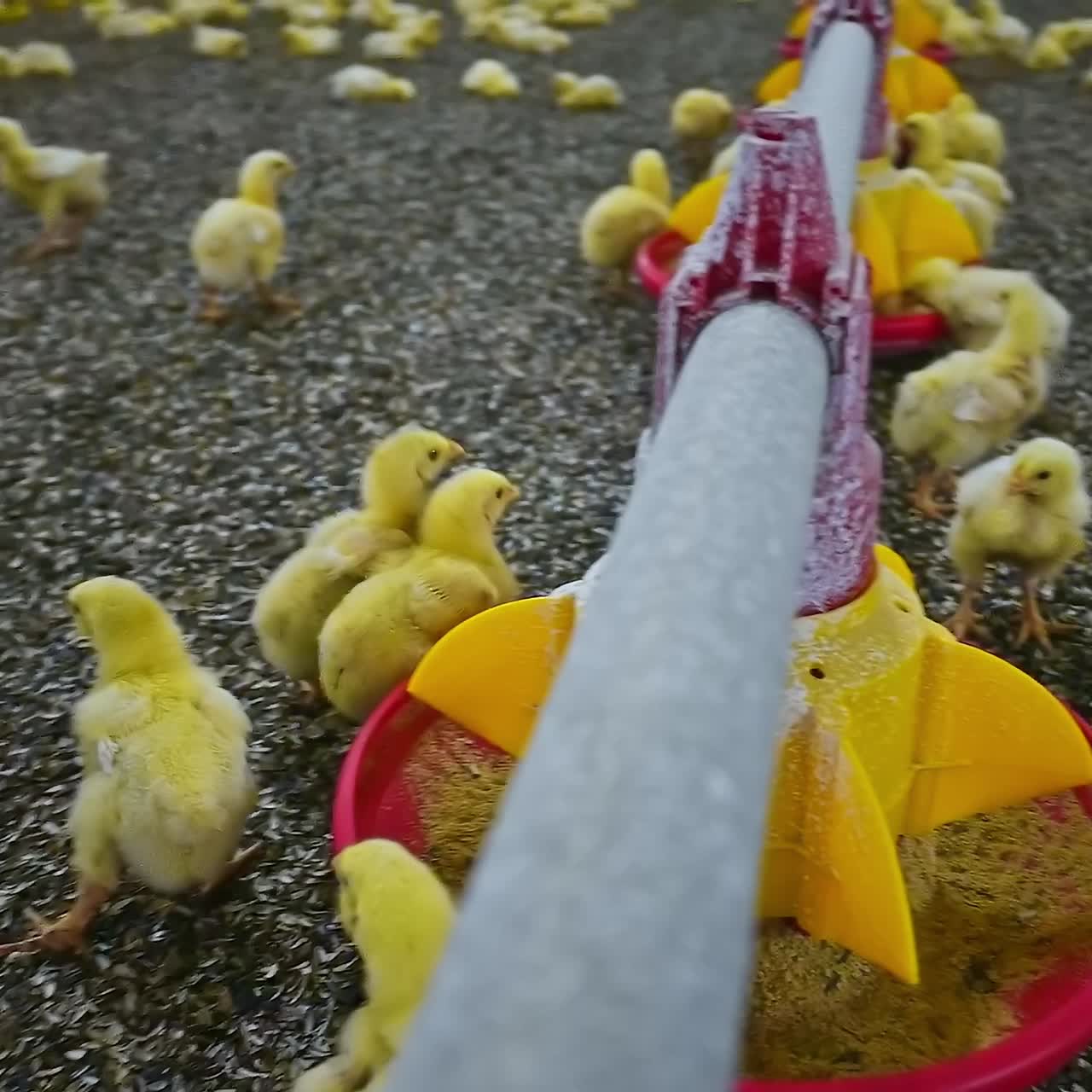 Hühner auf einer modernen Farm. Hühner fressen in einer modernen Geflügelfarm