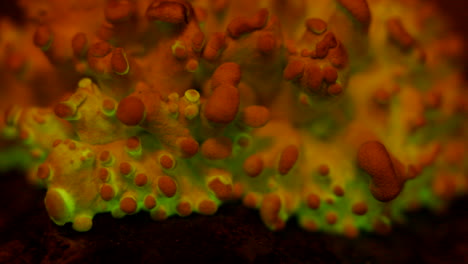 A-primordial-mass-of-the-bioluminescent-fungus,-Panellus-Stipticus-glows-in-twilight