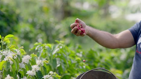 slow motion view of a artisanal farmer dropping recently harvested exotic and wild coffee beans in a coffee plantation in latin america.