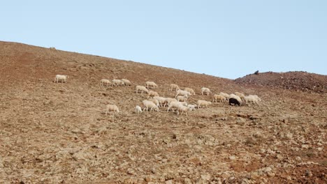 rebaño de cabras en tierras de cultivo rocosas de la isla de lanzarote, vista de mano