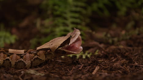 Gaboon-Viper-flexes-its-jaw-in-natural-environment---side-profile