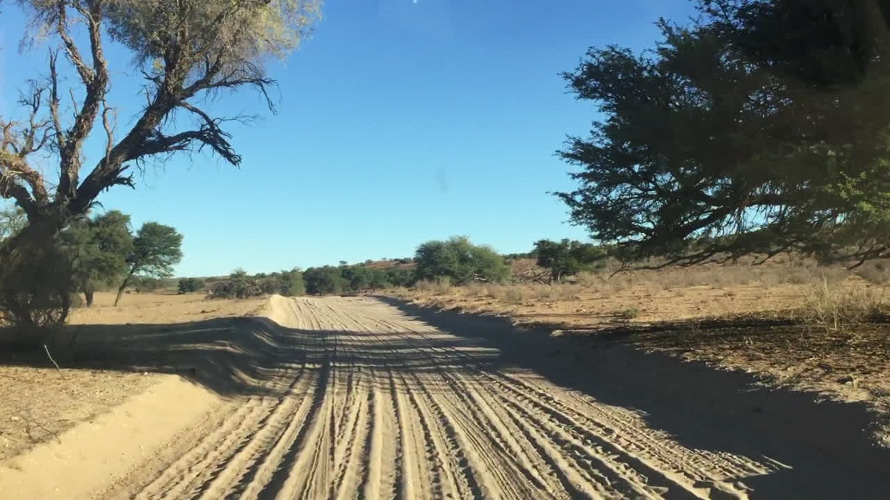 la vista de los caminos de tierra de kalahari a través de un vehículo de safari en el parque transfronterizo de kgalagadi en un día normal
