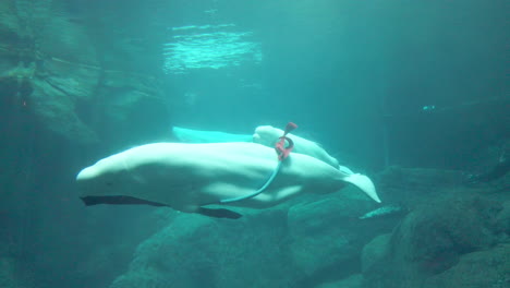 a couple of beluga whales plays with the ribbon