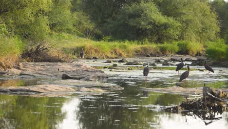 Una-Bandada-De-Cigüeña-Negra-O-Ciconia-Nigra-Encontrando-Insectos-O-Peces-En-Un-Estanque-Forestal-O-Arroyo-De-Agua-En-Madhya-Pradesh,-India