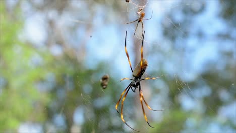 Female-Australian-Golden-Orb-Spider-sitting-centrally-in-its-web,-with-a-tiny-male