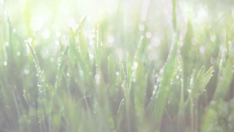 Girl-in-a-swing-and-grass