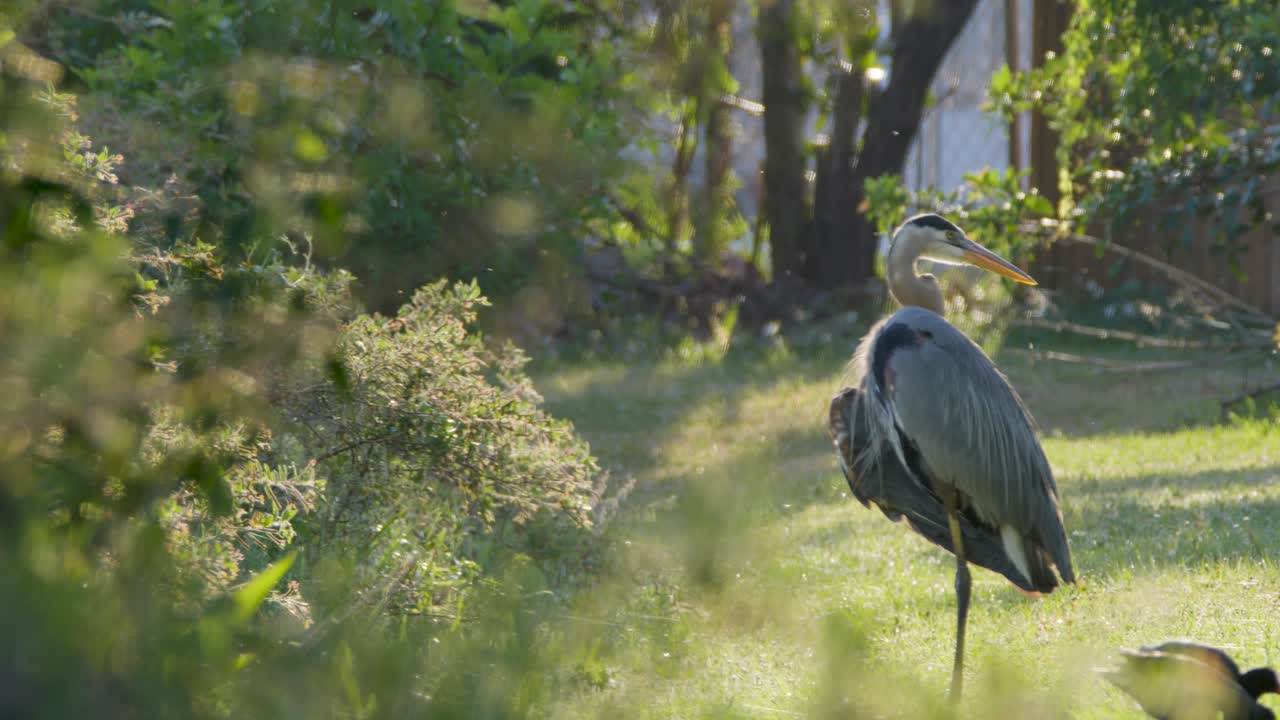 полный вид на тело великой голубой цапки, ухаживающей за собой на солнечном свете.