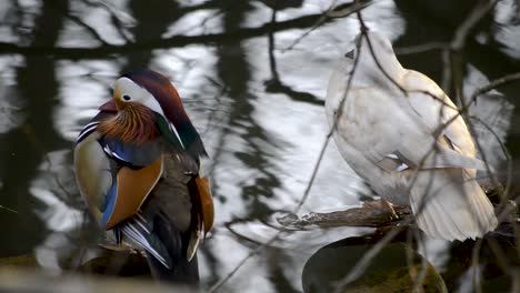 Colorful-mandarin-duck-and-white-female-duck-resting-on-the-side-of-a-lake-and-prepping-themselves-for-sleep-during-sundown