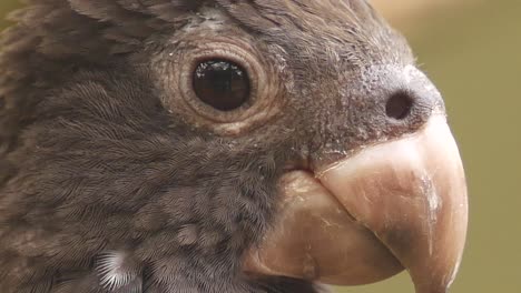 close up of a black parrot