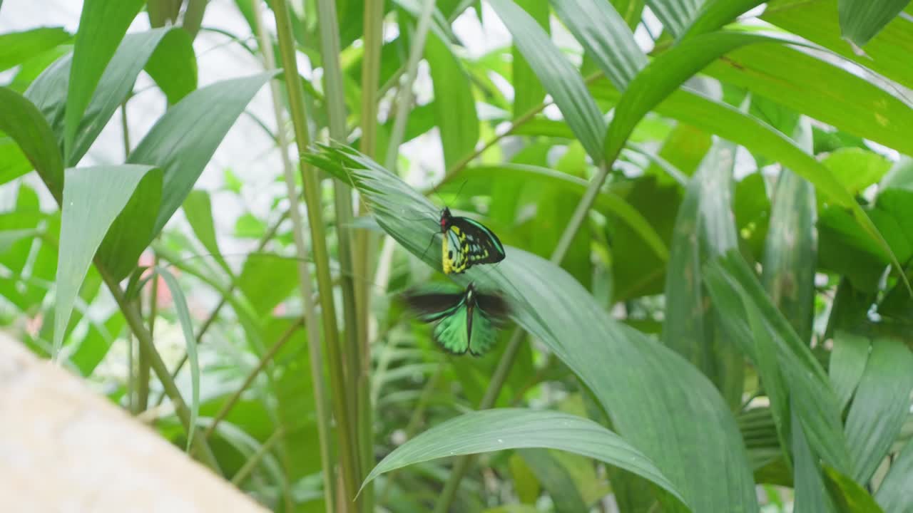 Butterfly encounter from tropical northern Australia. Clip 3