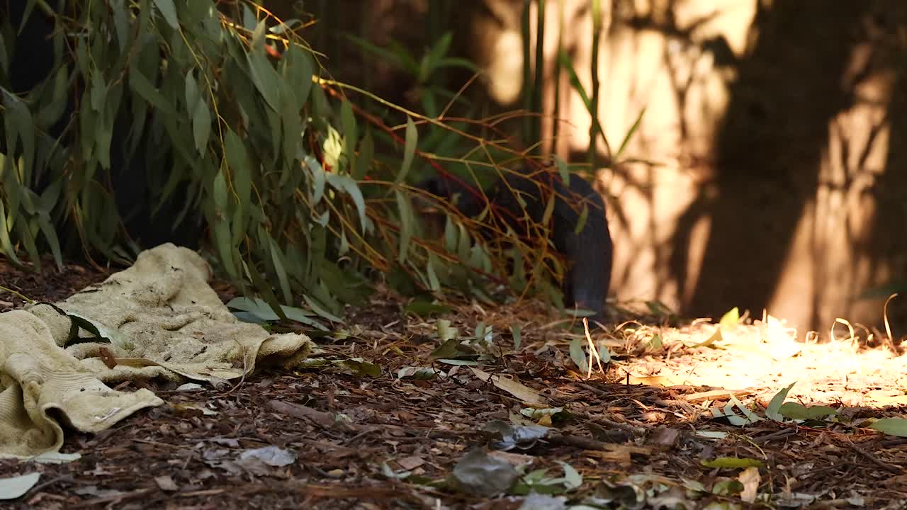 숲 동물원 구역을 통과하는 수달