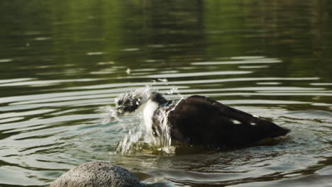 pato salvaje blanco y negro lavándose en agua y limpiando plumas