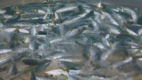 Fisch-Im-Netz-Am-Strand