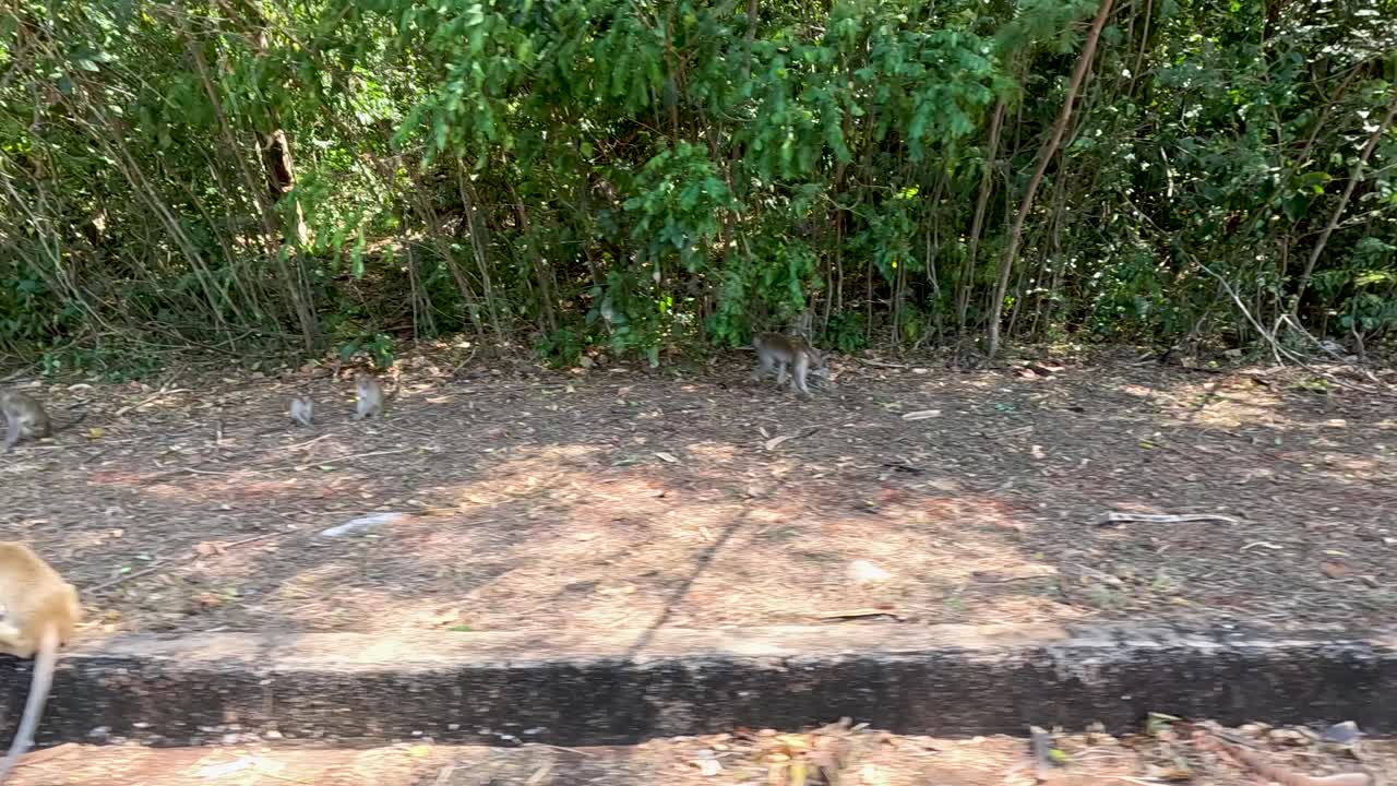 monos en un bosque cerca de una carretera