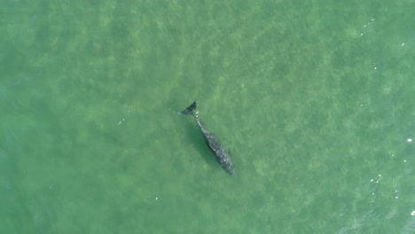 Arriba-Hacia-Abajo,-Vista-Aérea-De-Drones-Siguiendo-A-Delfines,-Nadando-En-Aguas-Poco-Profundas,-Azul-Claro-O-Turquesa,-En-Un-Día-Soleado,-En-El-Océano-Atlántico,-Cerca-De-La-Isla-Esmeralda,-En-Carolina-Del-Norte