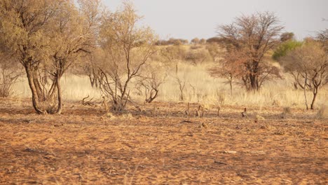 Toma-En-Cámara-Lenta-De-Una-Multitud-De-Suricatos-Corriendo-Por-El-Desierto-Rojo,-Kalahari