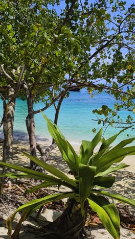 vertical view of tropical beach, turquoise sea and green plants on hot sunny day