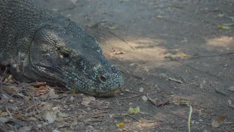 cabeza de dragón de komodo descansando en el suelo