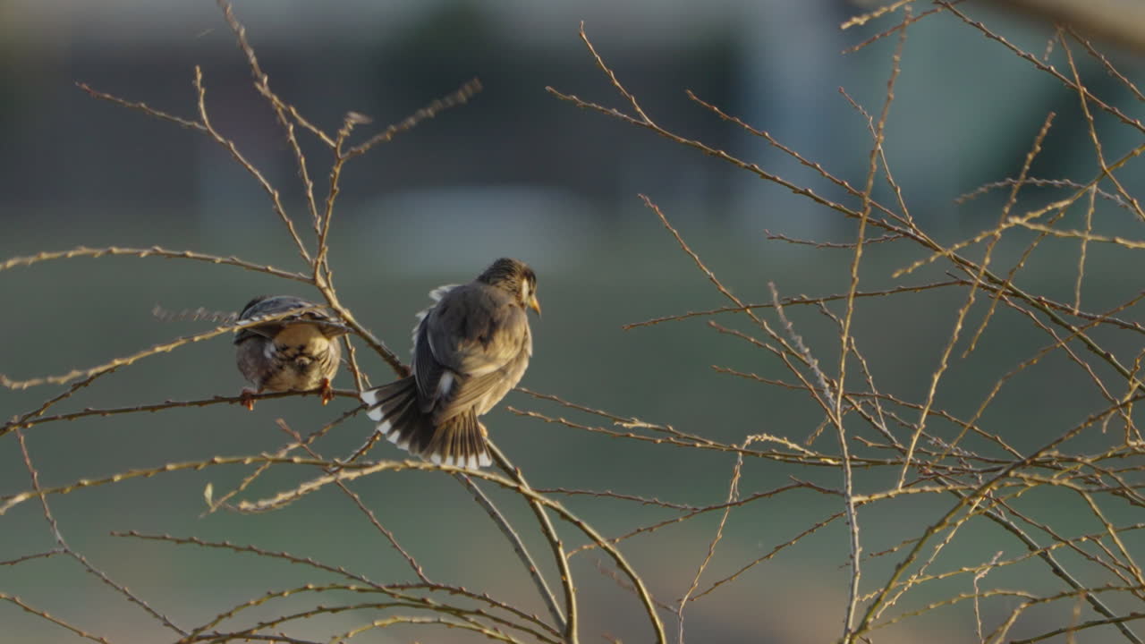 pájaro estornino de mejillas blancas aterrizando en pequeñas ramas sin hojas y luego frotando el pico contra él en tokio, japón