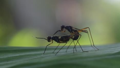 Paarungsprozess-Von-Insekten,-Video-Zur-Fortpflanzung-Von-Tieren