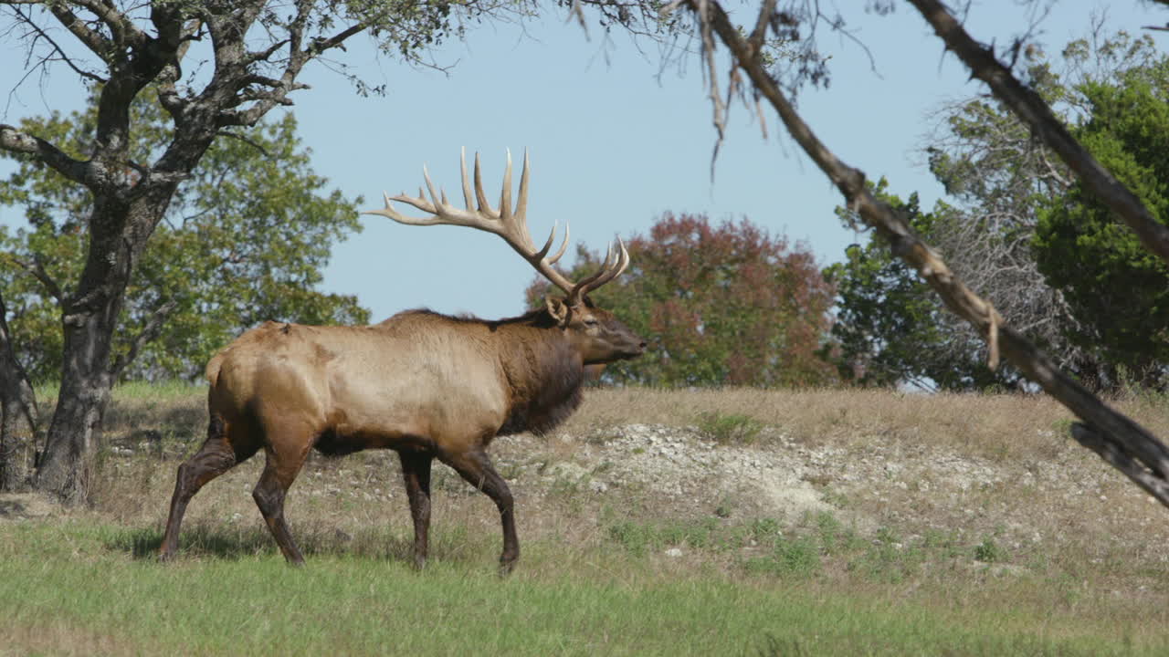 un gran alce camina por un campo y mira a la cámara en cámara lenta