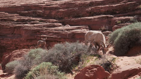 a curious bighorn sheep lamb beside its mother as they graze on sparse desert grasses