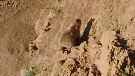 brown bear climbing down of a rocky cliff during a sunny day