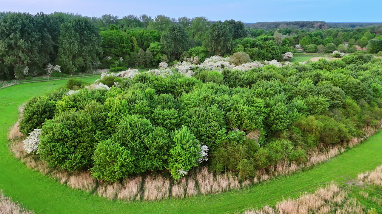 Winding path in green landscape. Expansive view of diverse green vegetation along a curved path in a serene outdoor area during daylight