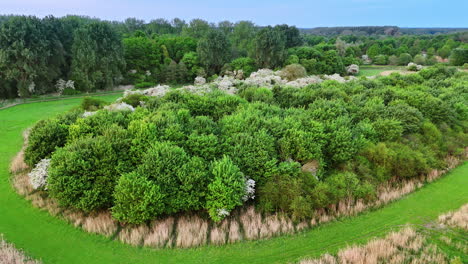 winding path in green landscape. expansive view of diverse green vegetation along a curved path in a serene outdoor area during daylight