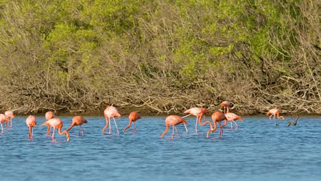 un pan rápido a través de una bandada de flamencos que se alimentan en un estanque de manglares aislado