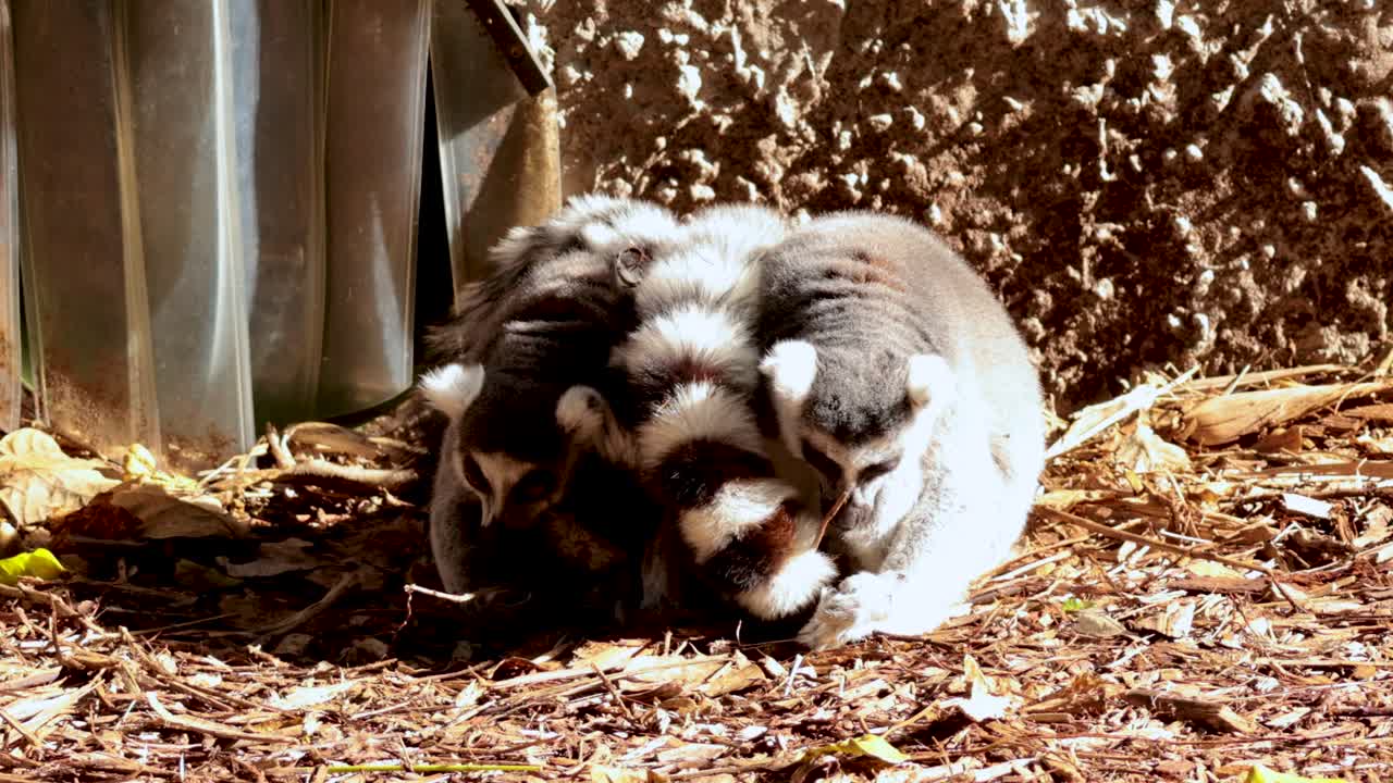 A ring-tailed lemur rests peacefully in a sunlit area at a zoo in Melbourne, showcasing its distinctive striped tail
