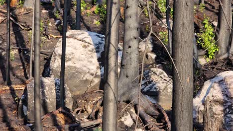 nature revitalization - forest fire damage in canadian wilderness