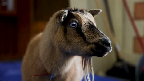 Cabra-Enana-Nigeriana-Con-Ojos-Azules-Y-Perilla-En-El-Zoológico-Interior,-Retrato