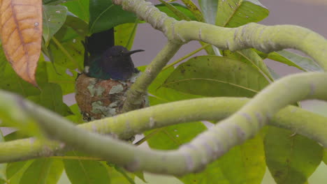 Hummingbird-mom-on-its-nest-incubating-eggs-parental-care-love-behavior