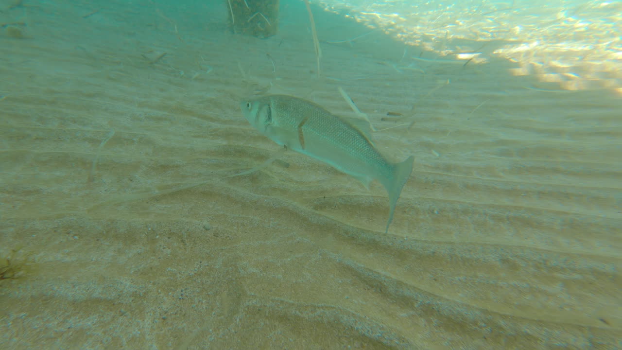A European seabass fish swimming under a pier bridge in the sea