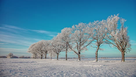 escarcha en los árboles en un día claro y frío - nubes tenues que fluyen en un lapso de tiempo de invierno