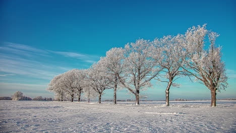 hoarfrost on trees in on a clear, cold day - wispy clouds flowing in a winter time lapse