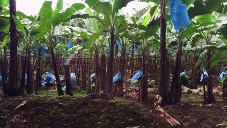 a guy pulling bunches of bananas on a plantation