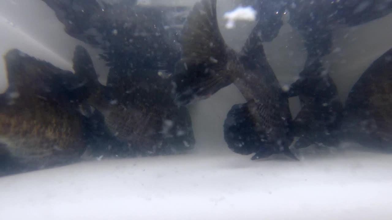 Closeup Of Bluegill And Smallmouth Bass Freshwater Fishes Swimming Inside A Tank. - Closeup Shot