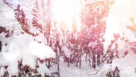 Lichtfleck-über-Schneebedeckten-Bäumen-In-Der-Winterlandschaft