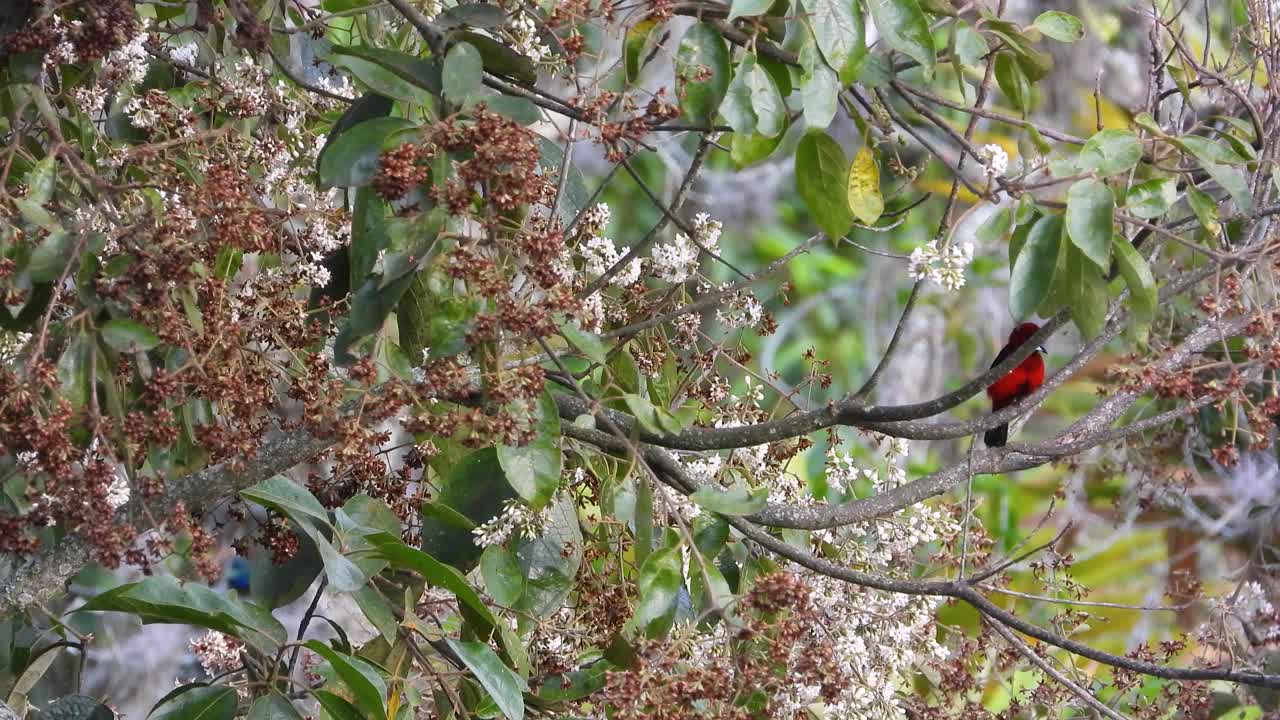 은 등 타나거 (crimson-backed tanager) - 나무 가지에 서식하는 이국적인 새 (thraupidae) - 콜롬비아