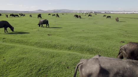 demasiados ateos sobre el campo verde