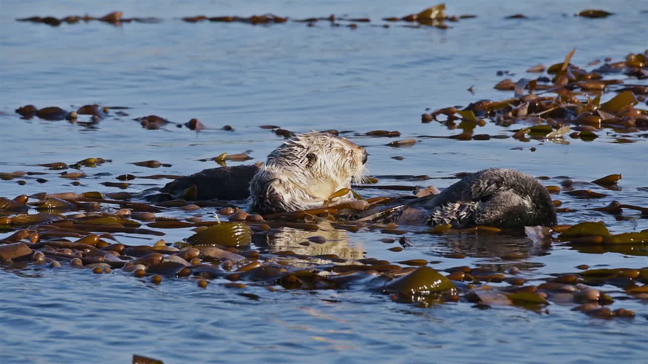 las nutrias marinas observan y se frotan con algas marinas en la espalda flotando en el mar
