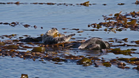 Seeotter-Wach-Und-Schrubben-Mit-Algen-Auf-Dem-Rücken-Im-Meer-Schwimmen